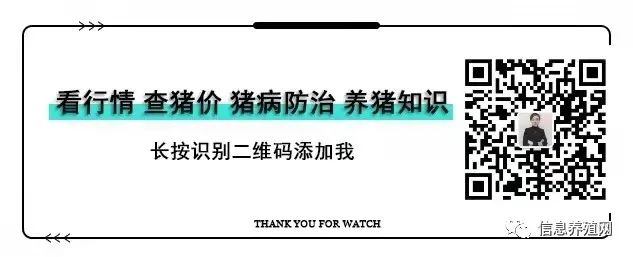 猪价走势k线图_下半年猪价走势_猪价格的走势