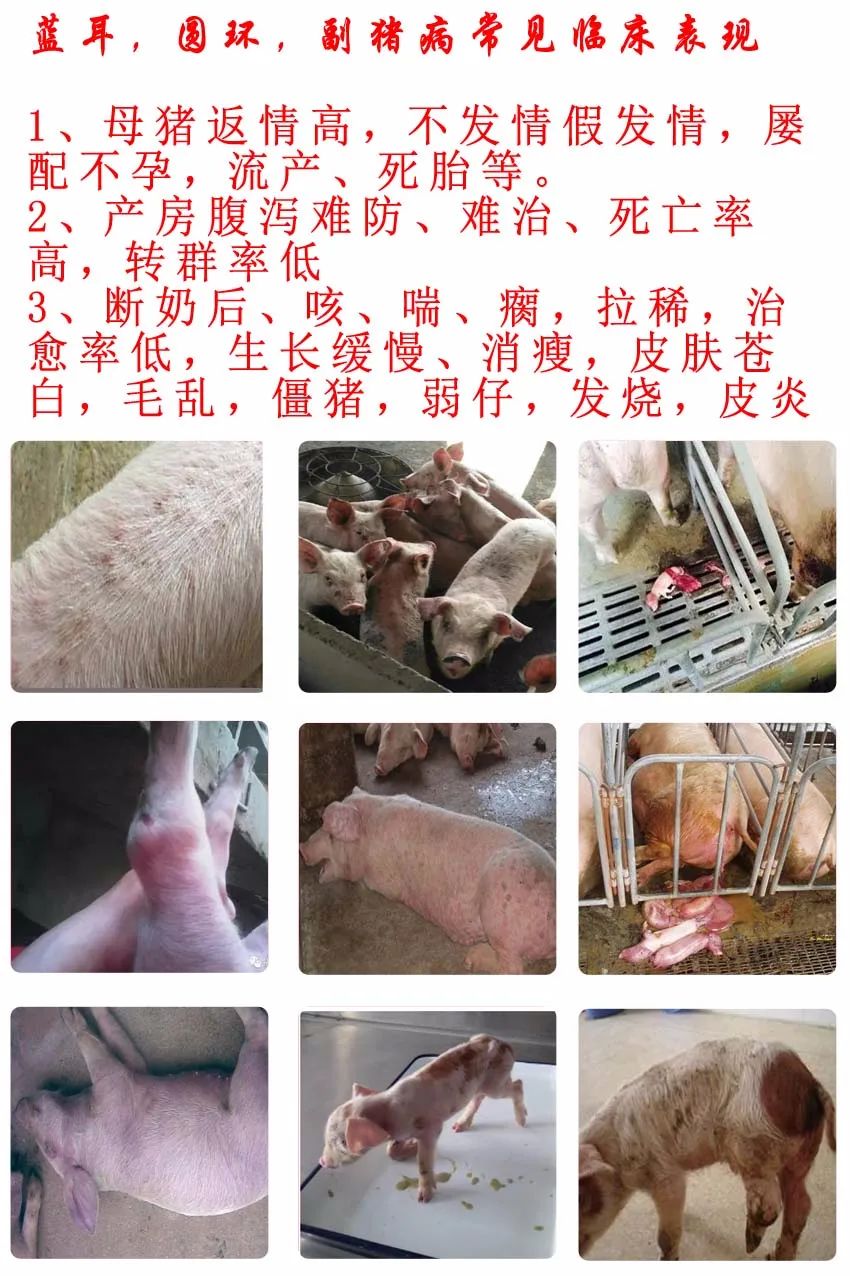猪价走势k线图_下半年猪价走势_猪价格的走势