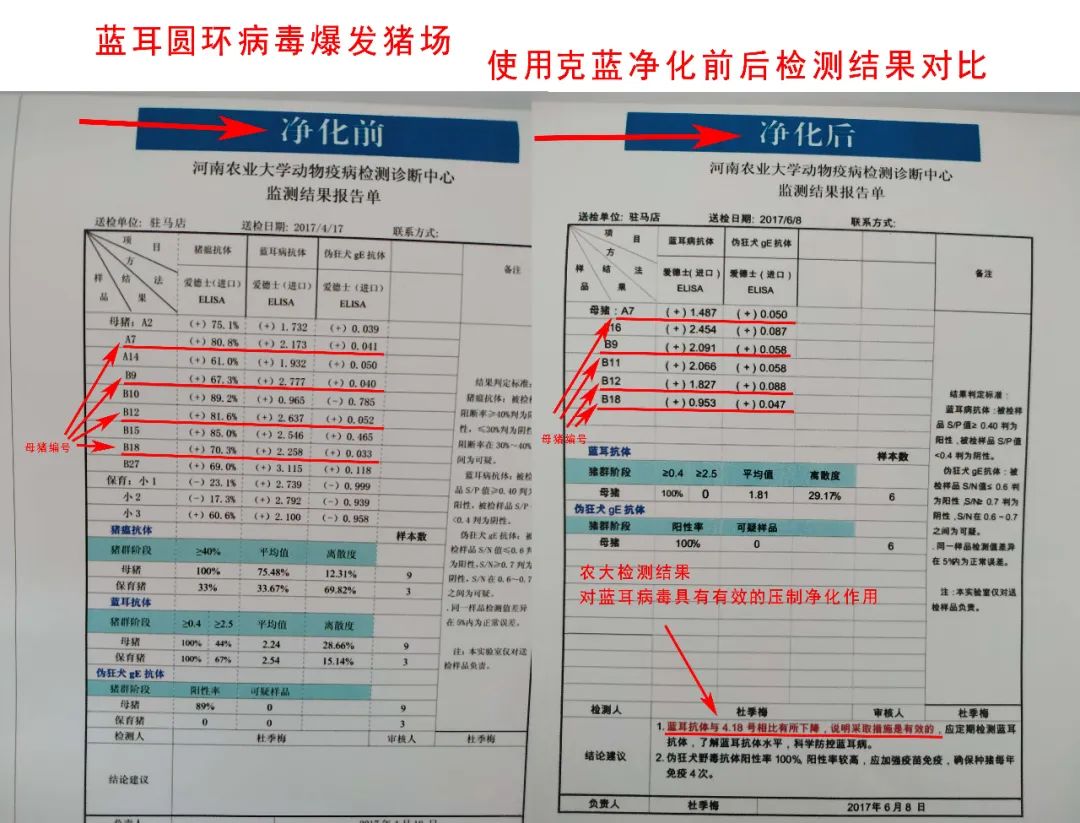 猪价格的走势_下半年猪价走势_猪价走势k线图
