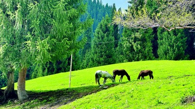 新疆文旅产业蓬勃发展，生态美产业兴百姓富创佳绩