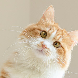 快递丢失赔偿标准_快递丢失有凭证就能原价赔偿吗_保价快递赔偿规定