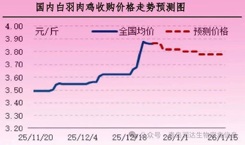 玉米跌势放缓局部反弹，DDGS偏弱，今日肉毛鸡价格行情怎么看？